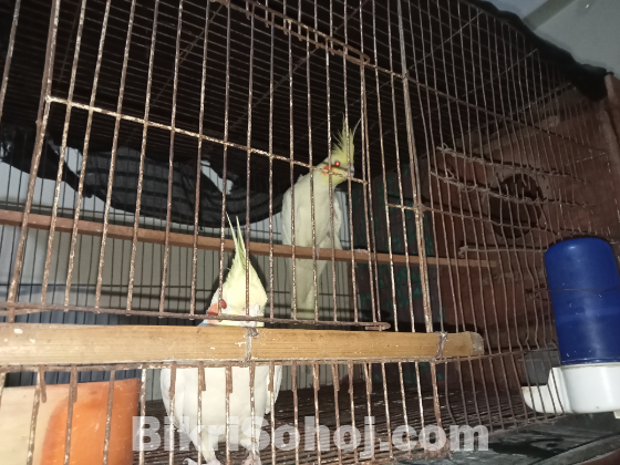 কোকাটাইল পাখি